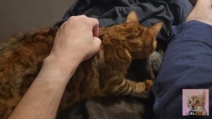 Furry Pussy Pampering you .... you Waking up with a Massage
